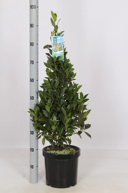 Laurus nobilis (5 Ltr) 80-100cm Pyr