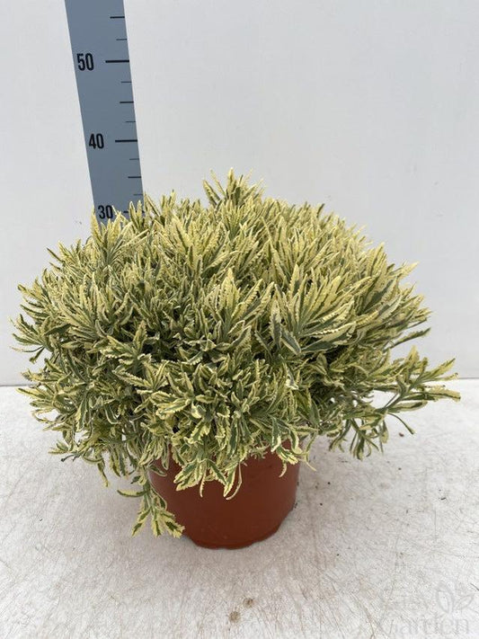 Lavandula Dentata Variegata / P23 - 40cm-Easy Garden Centre
