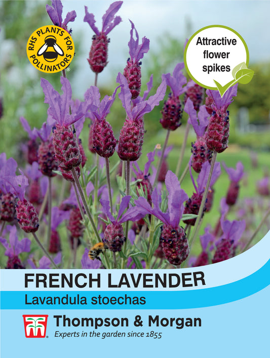 Lavender French