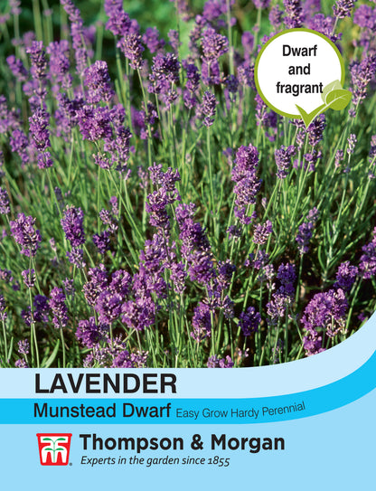 Lavender Munstead Dwarf