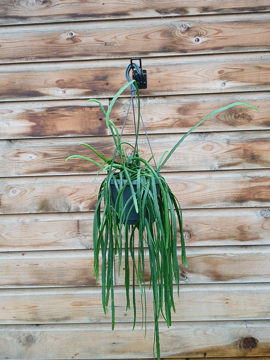 Lepismium bolivianum / P18, hanging pot-Easy Garden Centre