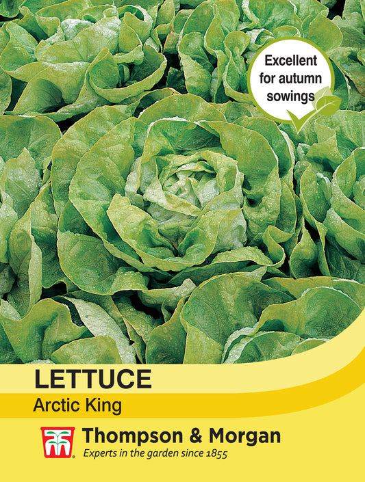 Lettuce Artic King