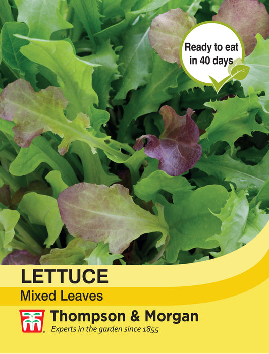 Lettuce Salad Leaves Mixed