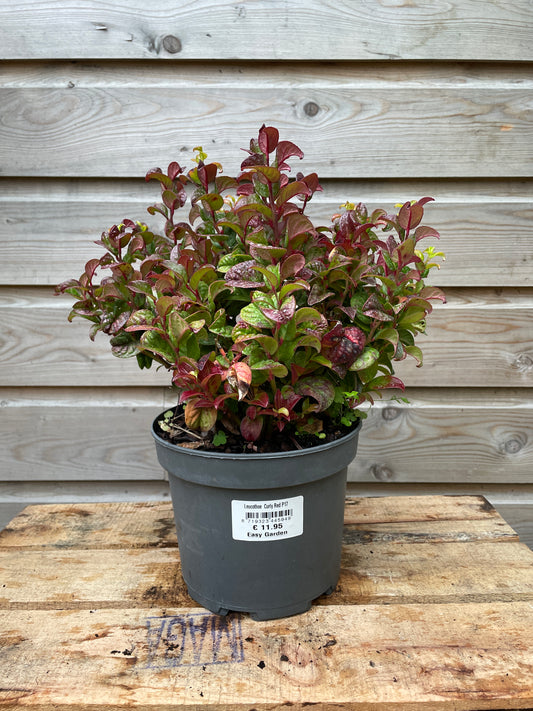 Leucothoe 