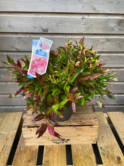 Leucothoe Zeblid / P23 (5 Ltr)-Easy Garden Centre