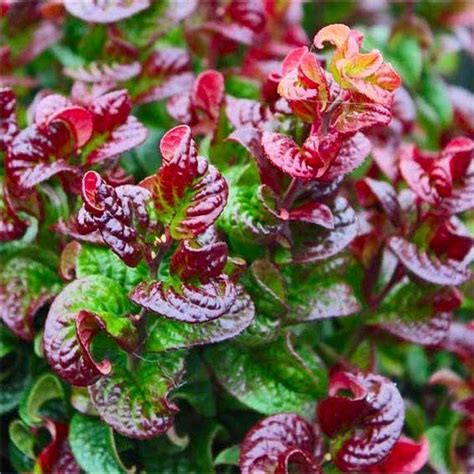 Leucothoe axillaris Curly Red / P32 (15 Ltr)