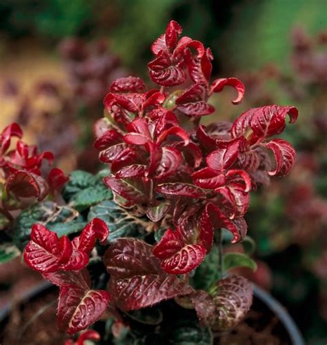 Leucothoe axillaris Curly Red / P23 (5 Ltr)