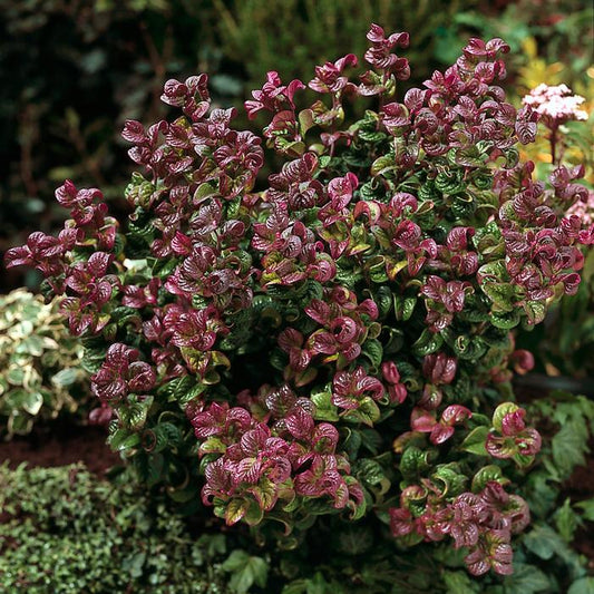 Leucothoe axillaris Curly Red / P23 (5 Ltr)