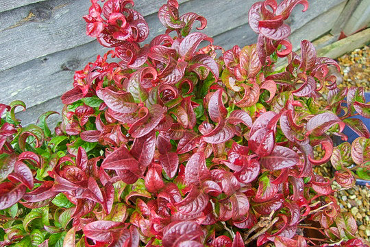Leucothoe axillaris Curly Red / P23 (5 Ltr)