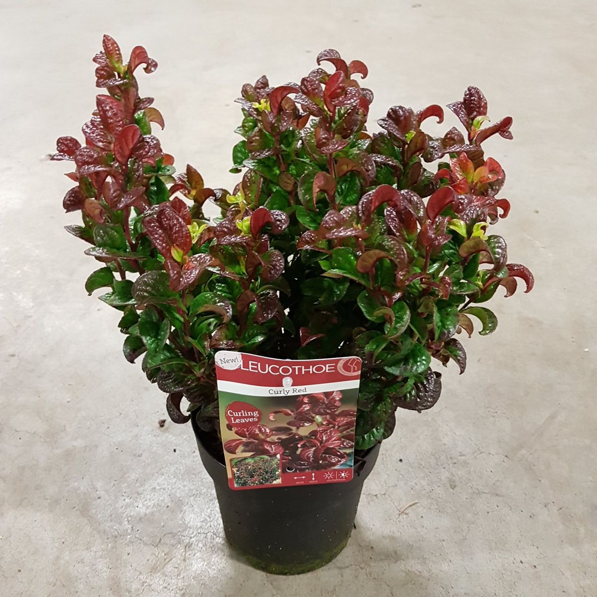 Leucothoe axillaris Curly Red / P23 (5 Ltr)