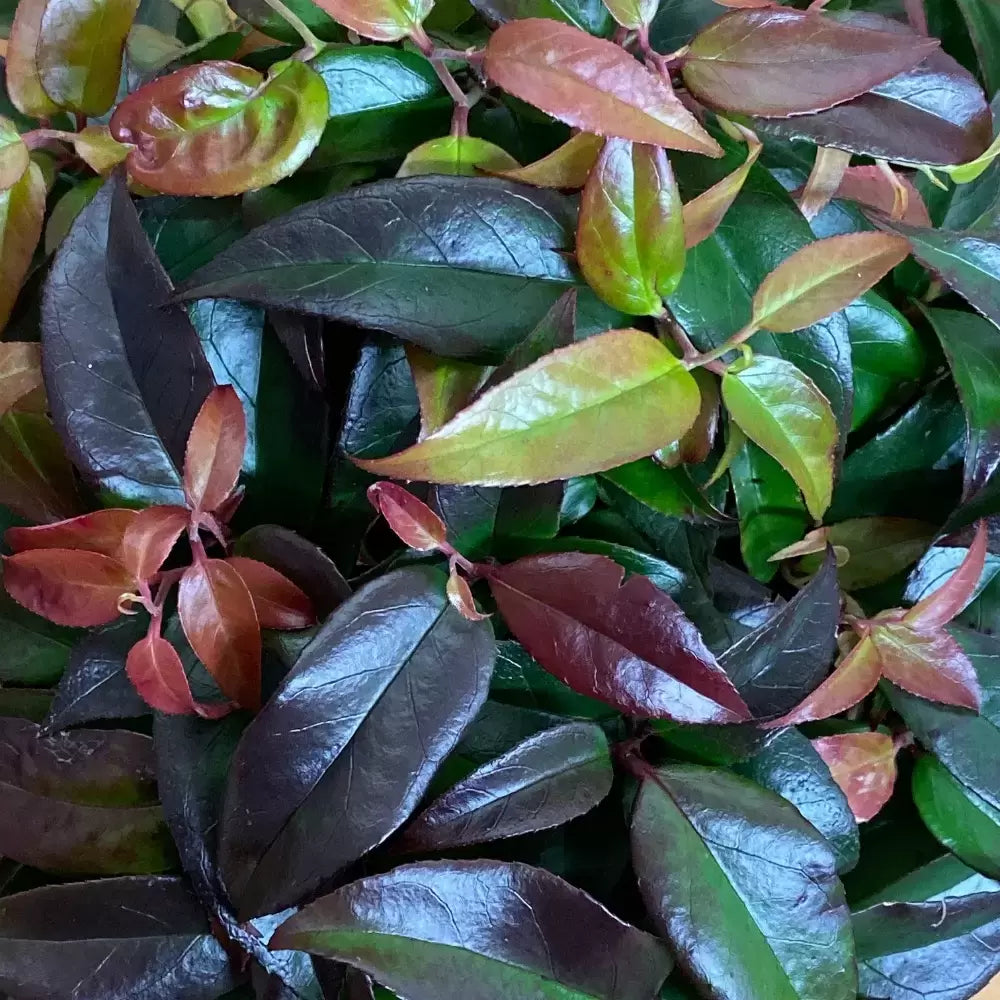 Leucothoe Dark Diamond / P17 (2 Ltr)