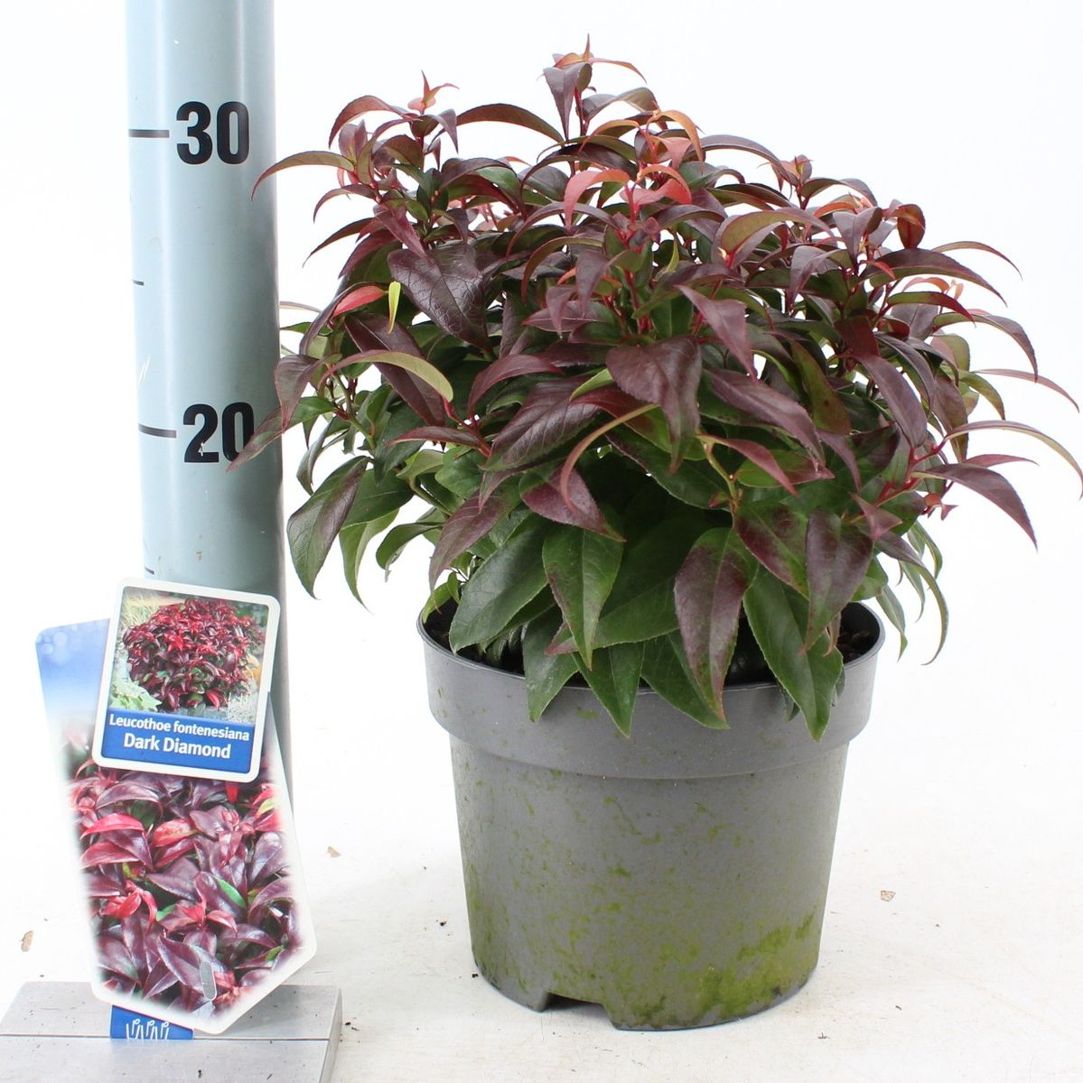 Leucothoe Dark Diamond / P17 (2 Ltr)
