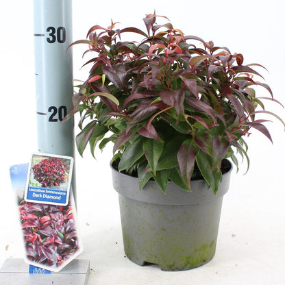 Leucothoe Dark Diamond / P17 (2 Ltr)