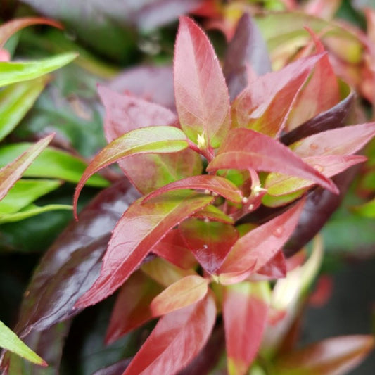Leucothoe Dark Diamond / P17 (2 Ltr)