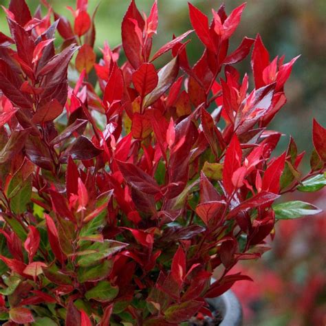 Leucothoe Little Flames / P17 (2 Ltr)
