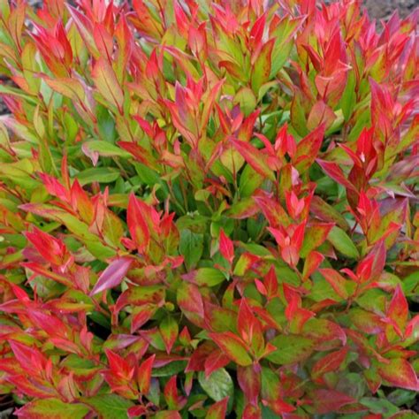 Leucothoe Little Flames / P17 (2 Ltr)