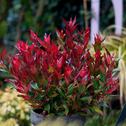 Leucothoe Little Flames / P17 (2 Ltr)