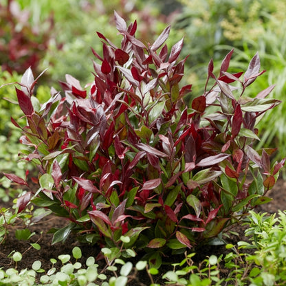 Leucothoe Little Flames / P17 (2 Ltr)