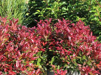 Red and green shrubbery in a garden setting