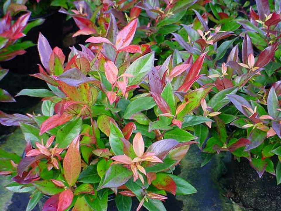Leucothoe Zeblid / P17 (2 Ltr)