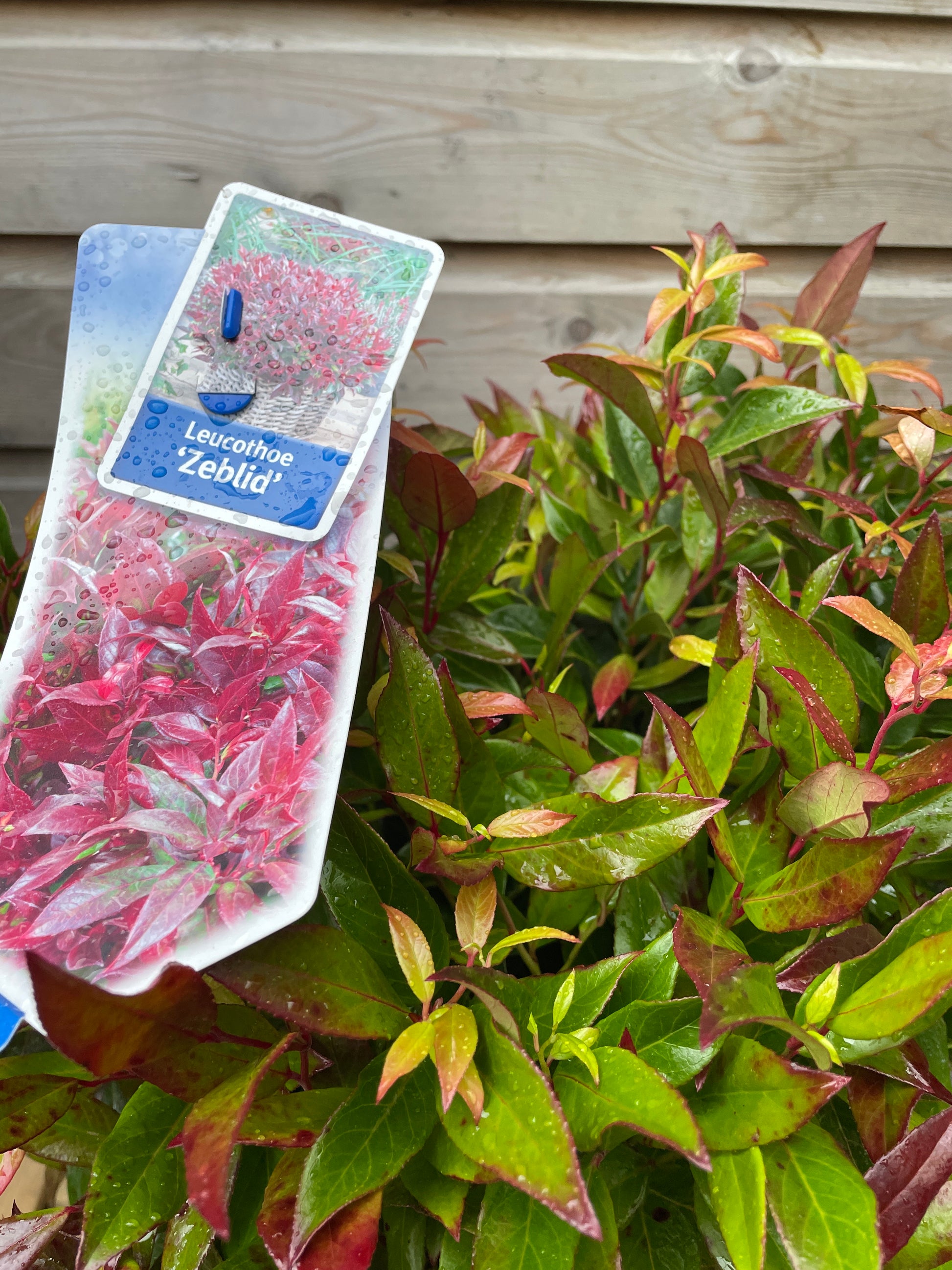 Leucothoe Zeblid / P23 (5 Ltr)-Easy Garden Centre