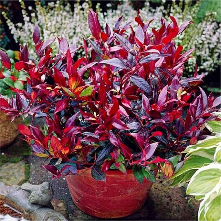 Leucothoe Zeblid / P17 (2 Ltr)