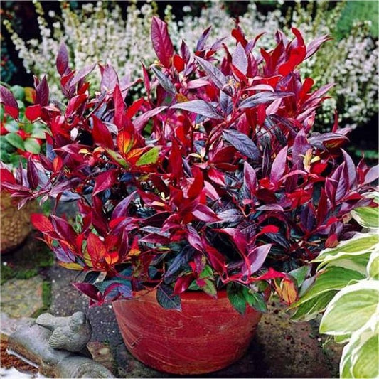 Leucothoe Zeblid / P17 (2 Ltr)