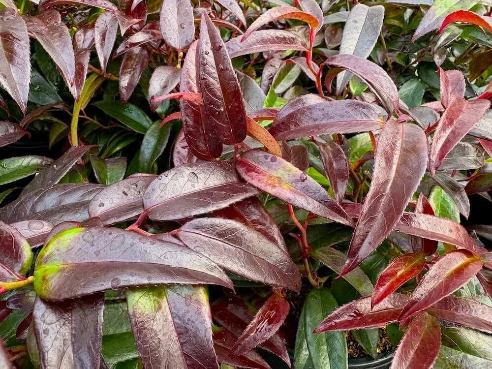 Leucothoe Zeblid / P23 (5 Ltr)-Easy Garden Centre