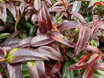 Leucothoe Zeblid / P23 (5 Ltr)-Easy Garden Centre