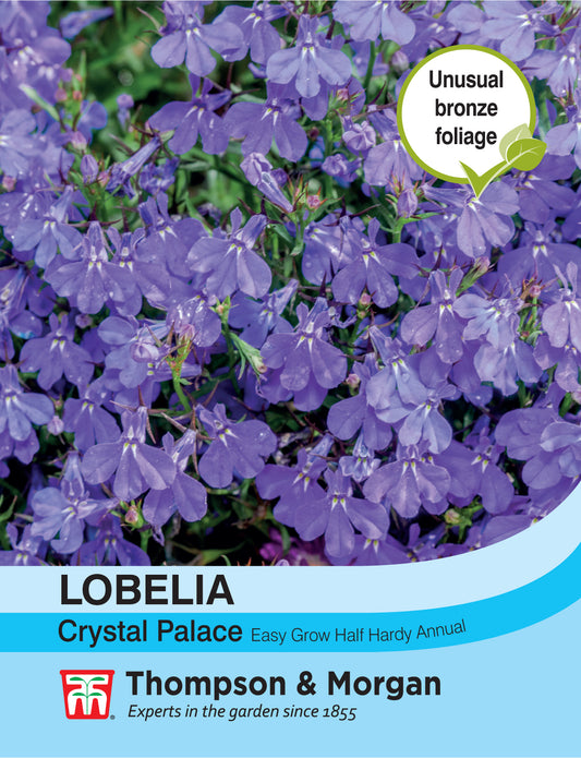 Lobelia Crystal Palace