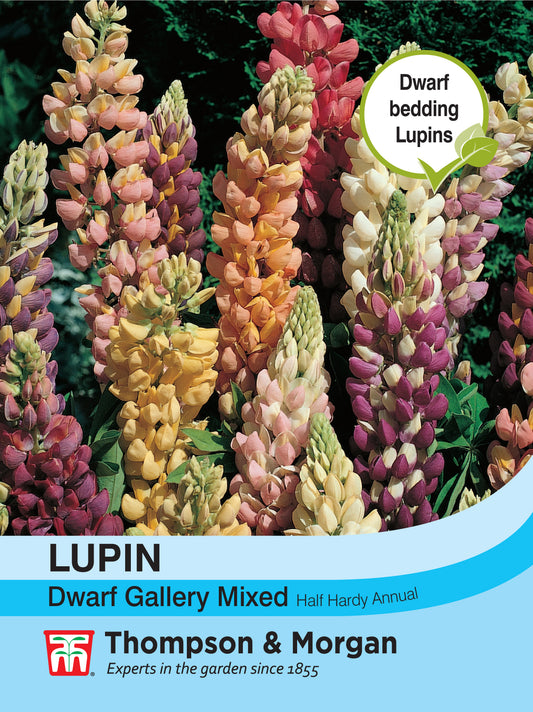 Lupin Dwarf Gallery Mixed