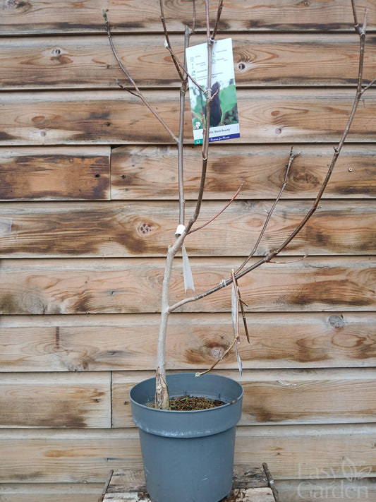 Magnolia Black Beauty/ 7Ltr / 60-80CM-Easy Garden Centre