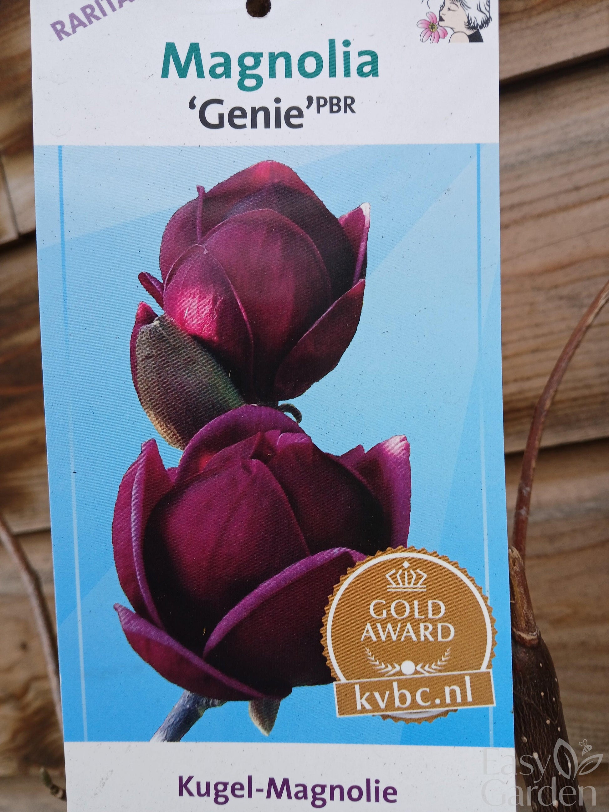 Magnolia Genie/ 7Ltr / 60-80CM-Easy Garden Centre