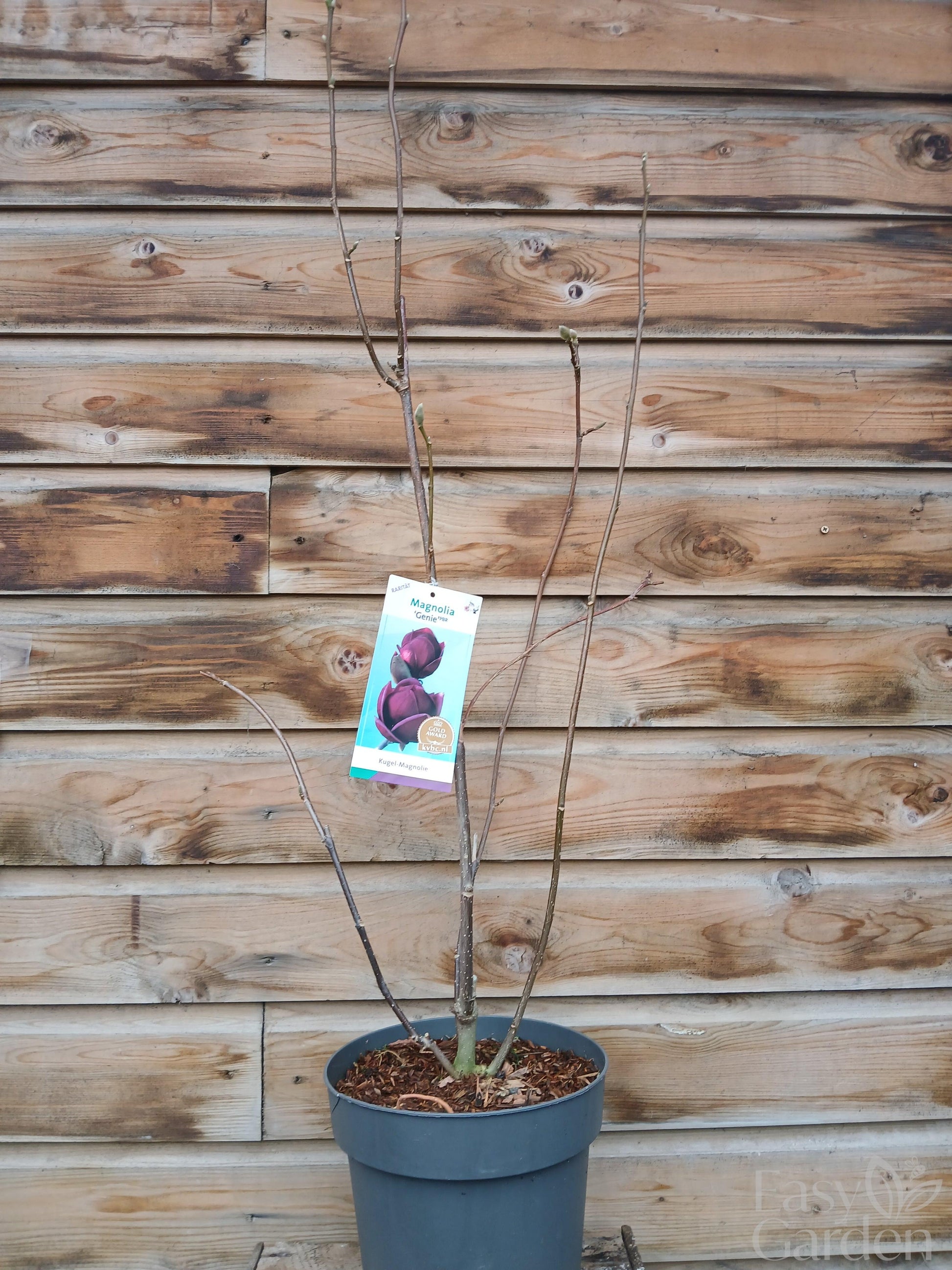 Magnolia Genie/ 7Ltr / 60-80CM-Easy Garden Centre