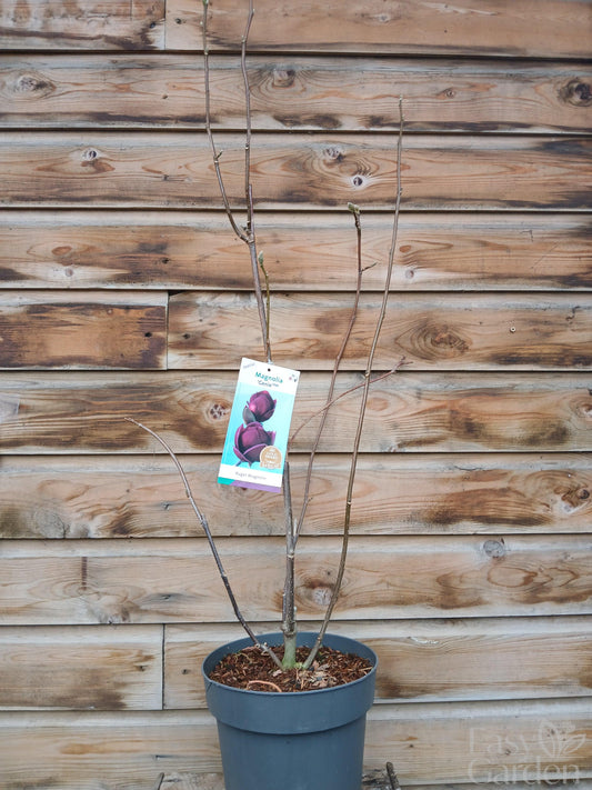 Magnolia Genie/ 7Ltr / 60-80CM-Easy Garden Centre