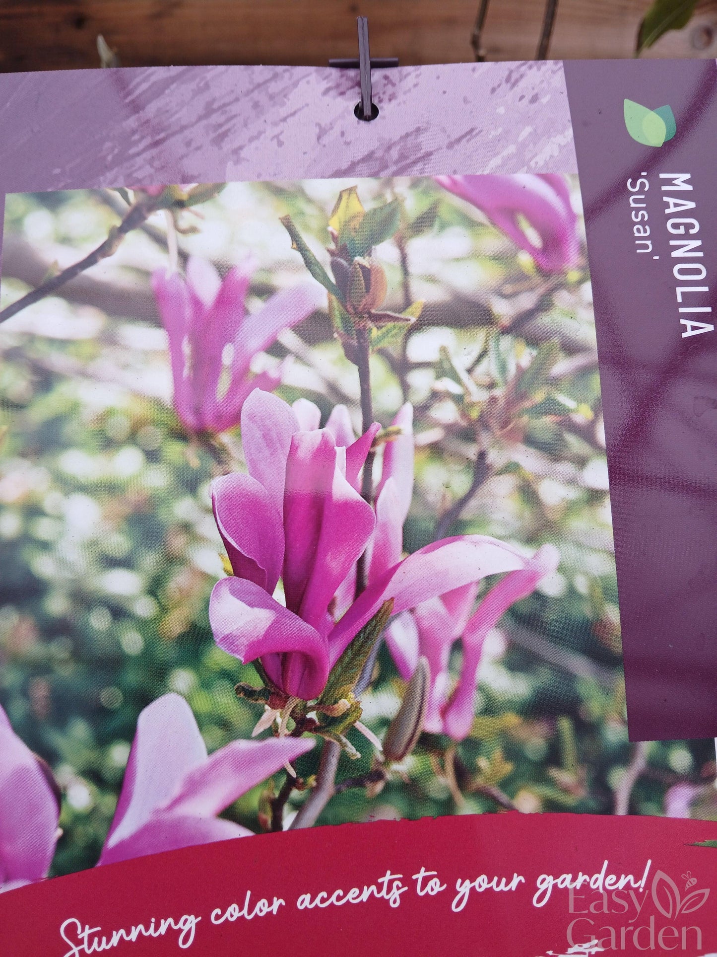 Magnolia 'Susan' / 10-litre container 60-80 cm-Easy Garden Centre