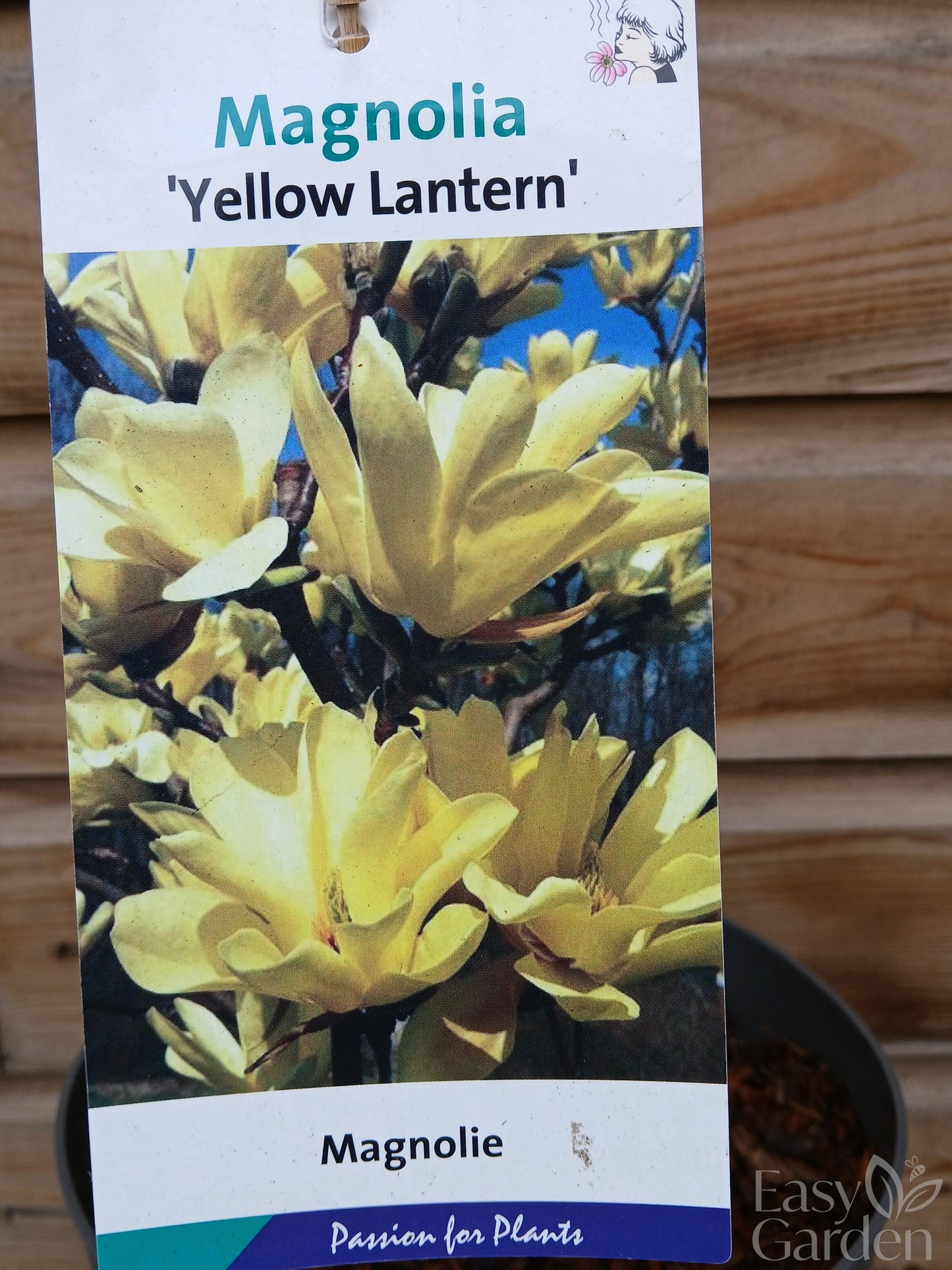 Magnolia Yellow Lantern/ 5Ltr / 50-60CM-Easy Garden Centre