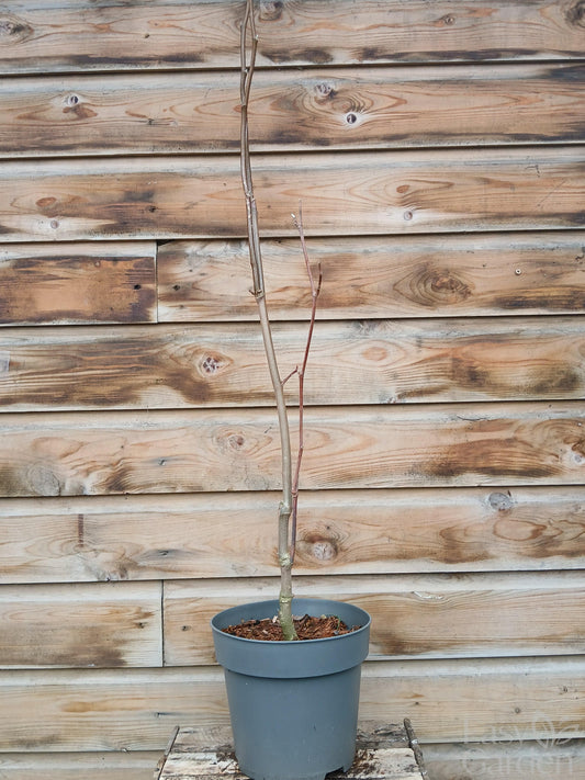 Magnolia Yellow Lantern/ 5Ltr / 50-60CM-Easy Garden Centre