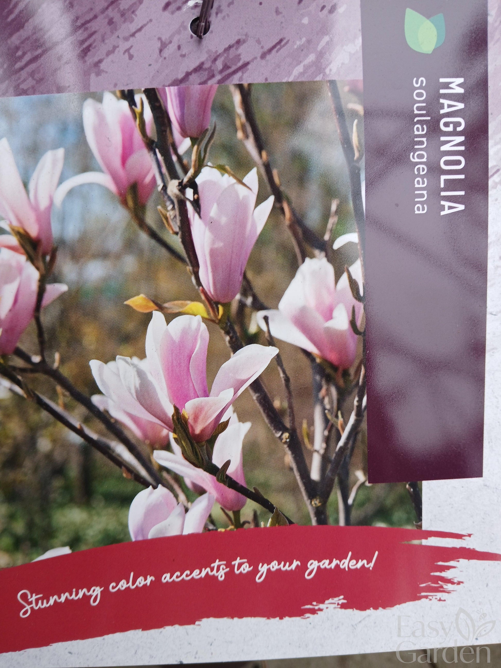 Magnolia soulangeana / 10-litre container 90-100 cm-Easy Garden Centre