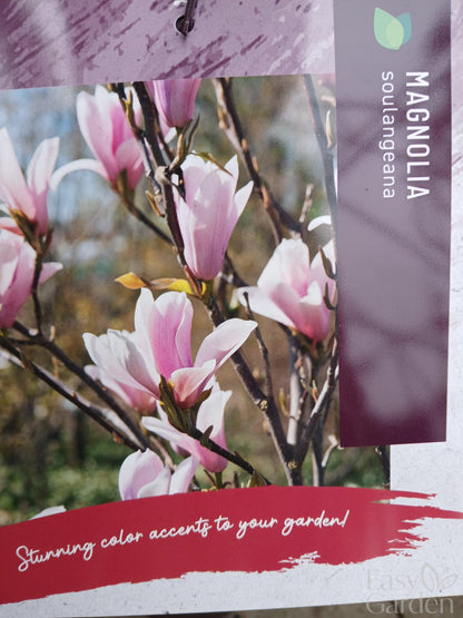 Magnolia soulangeana / 10-litre container 90-100 cm-Easy Garden Centre