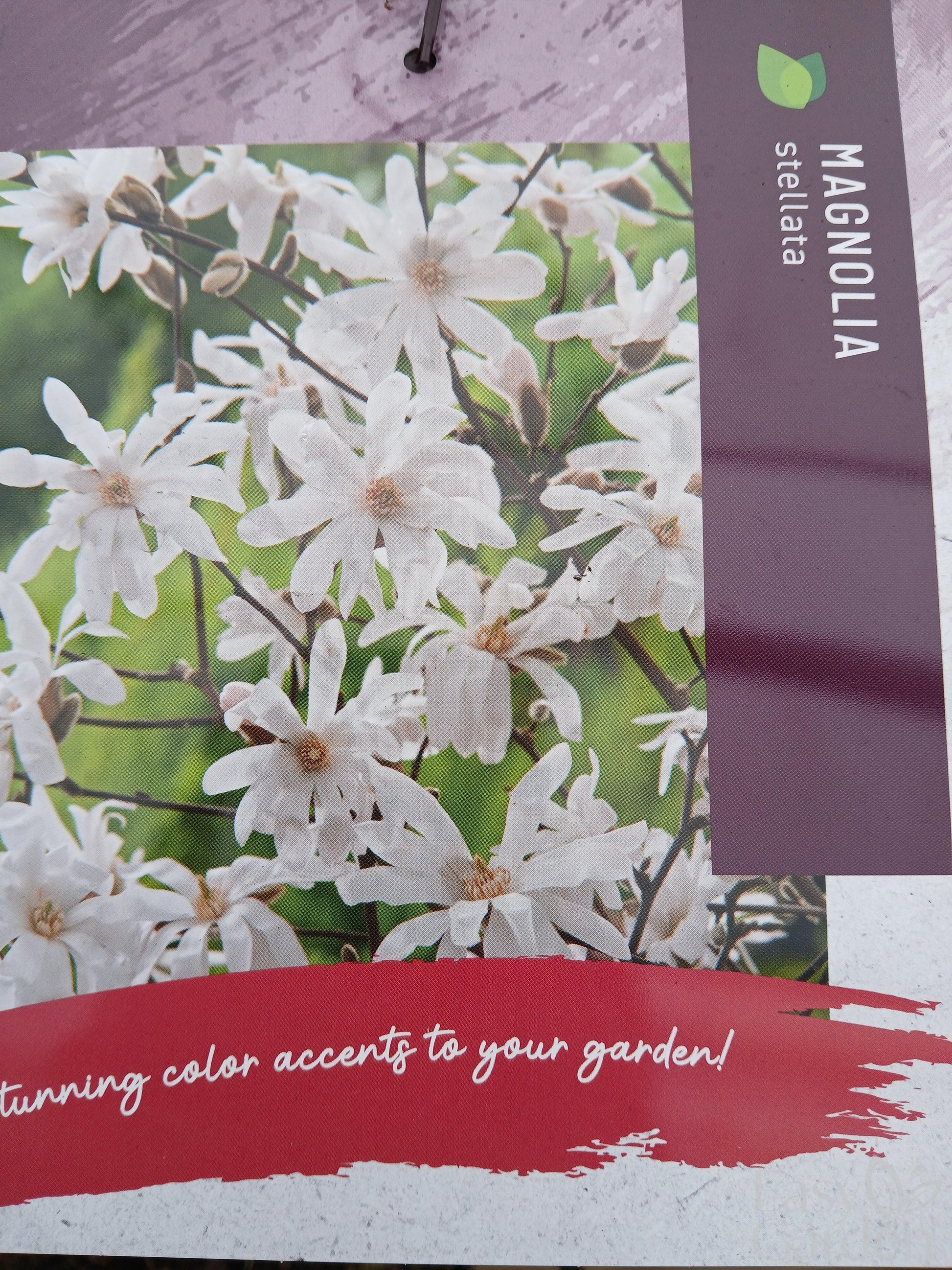 Magnolia stellata / 10-litre container 80-90 cm-Easy Garden Centre