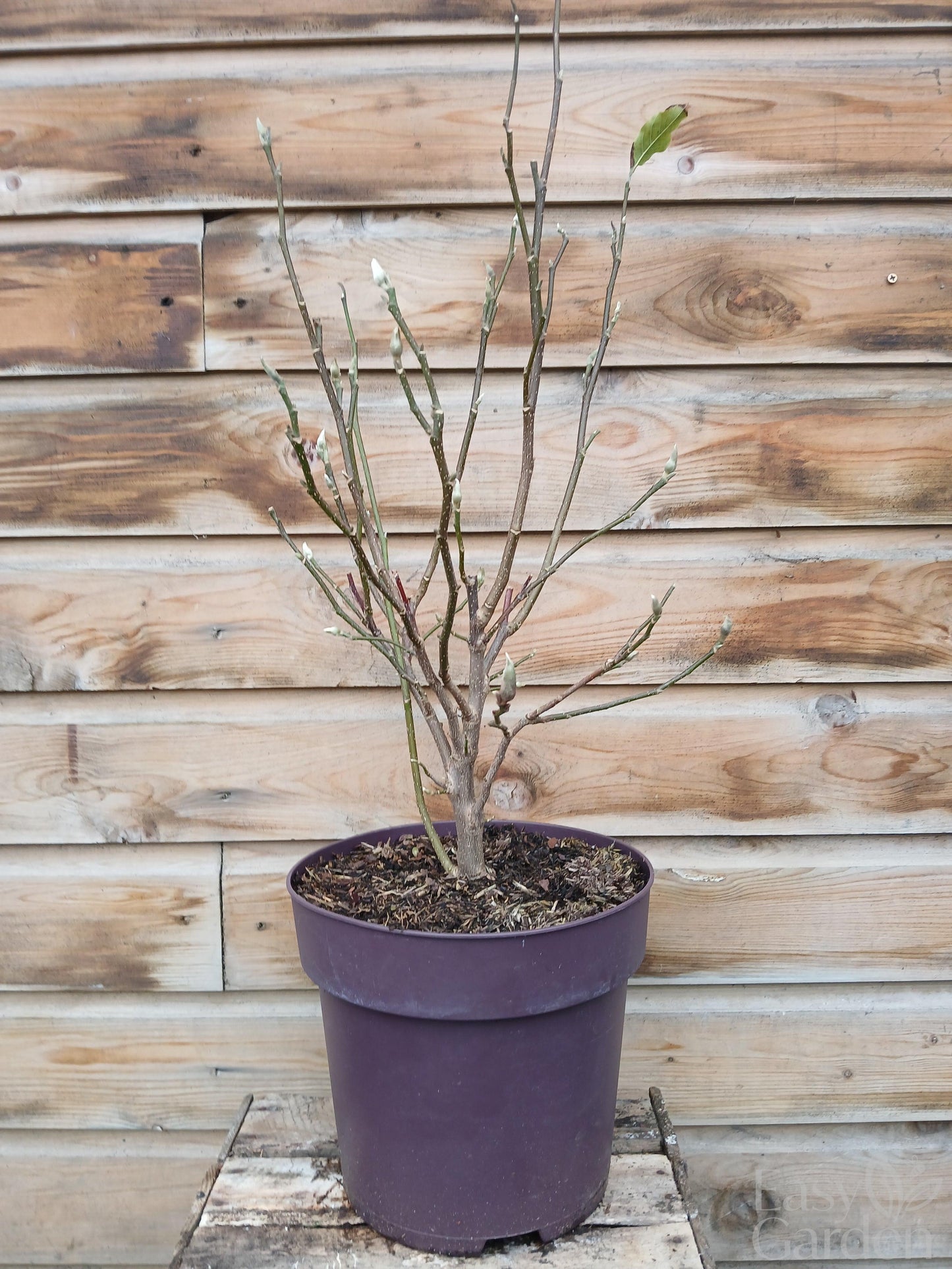 Magnolia stellata / 10-litre container 80-90 cm-Easy Garden Centre
