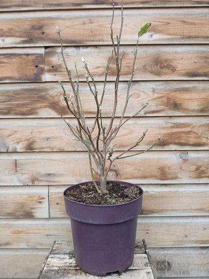 Magnolia stellata / 10-litre container 80-90 cm-Easy Garden Centre