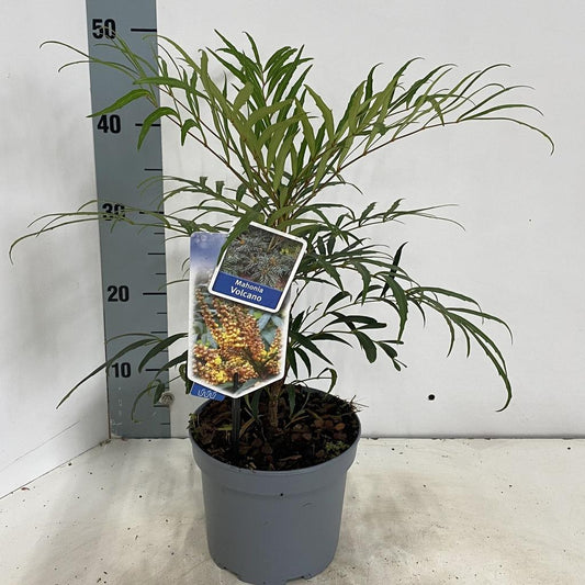 Mahonia Volcano / 2 ltr