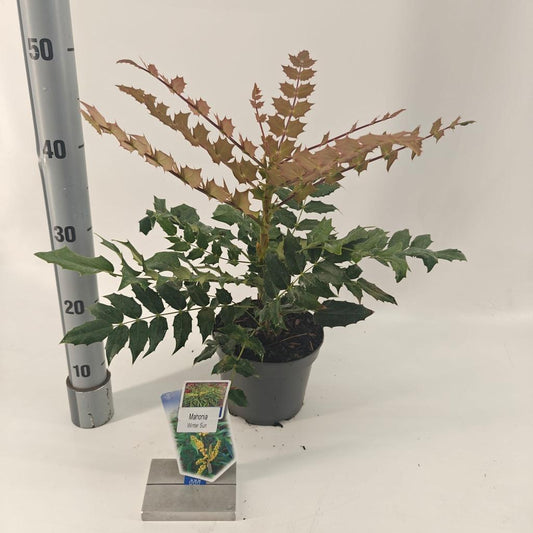 Mahonia media Winter Sun / 2ltr
