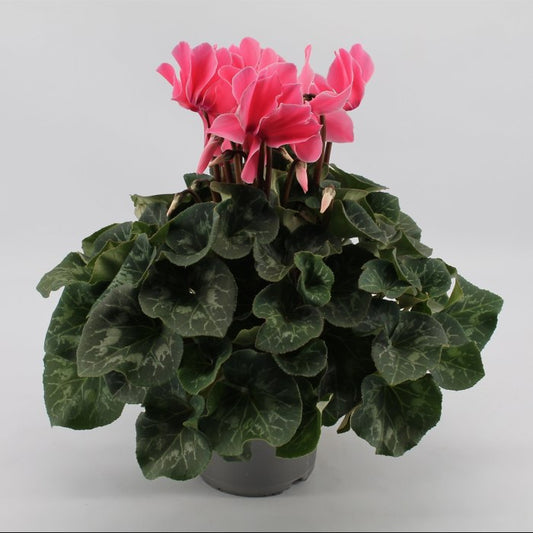 Cyclamen (SS) 'Mammoth' pink / P17