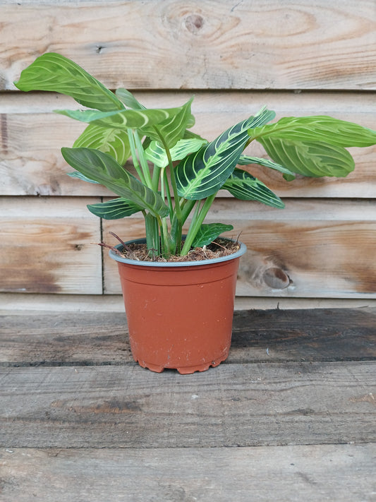 Maranta mix / P12-Easy Garden Centre