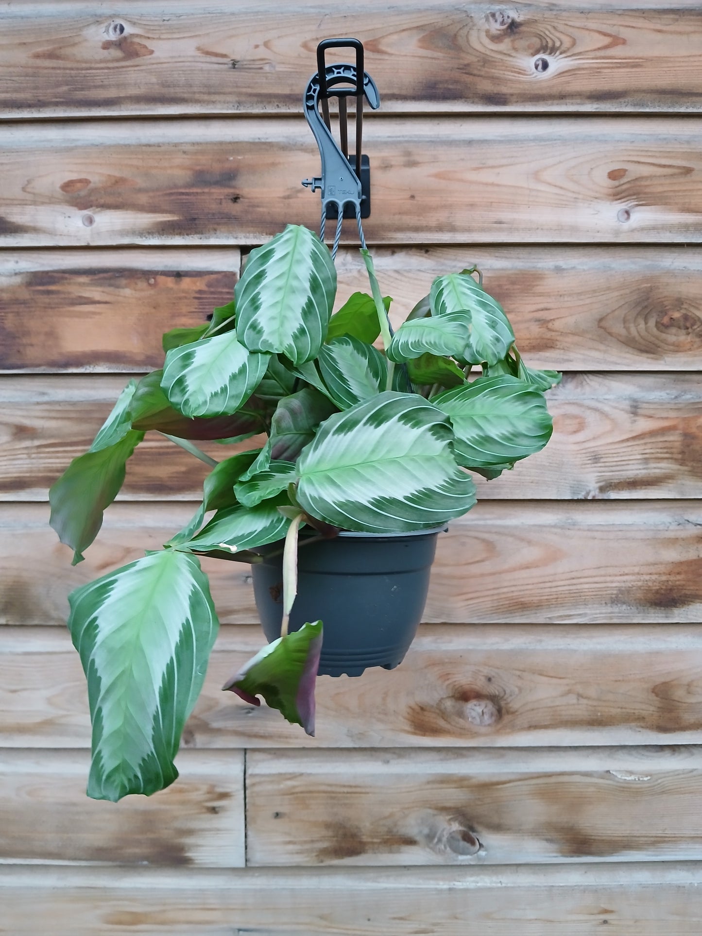 Maranta mix / P15, hanging pot-Easy Garden Centre