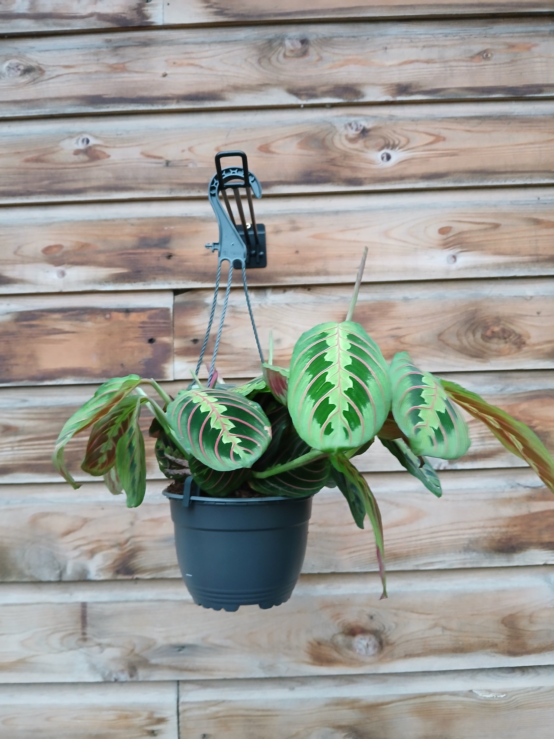 Maranta mix / P15, hanging pot-Easy Garden Centre