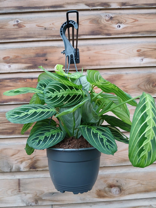 Maranta mix / P15, hanging pot-Easy Garden Centre